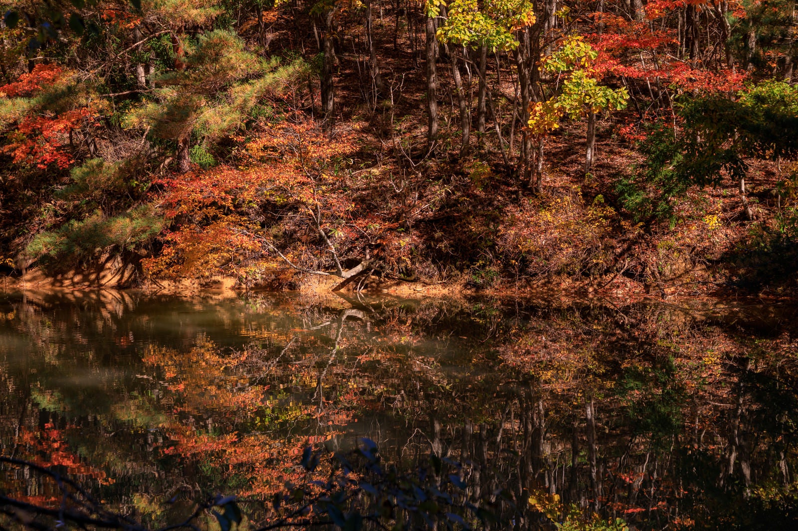 「沼の水面に反射する紅葉する木々」の写真