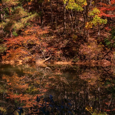 沼の水面に反射する紅葉する木々の写真