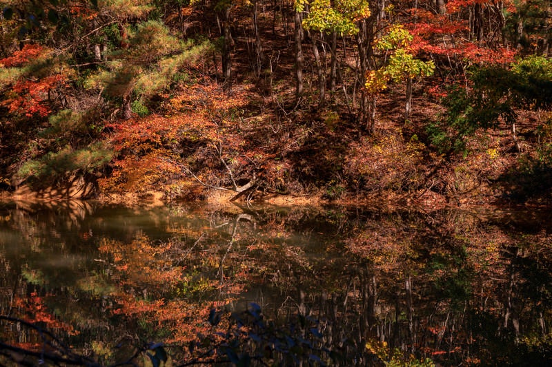 沼の水面に反射する紅葉する木々の写真