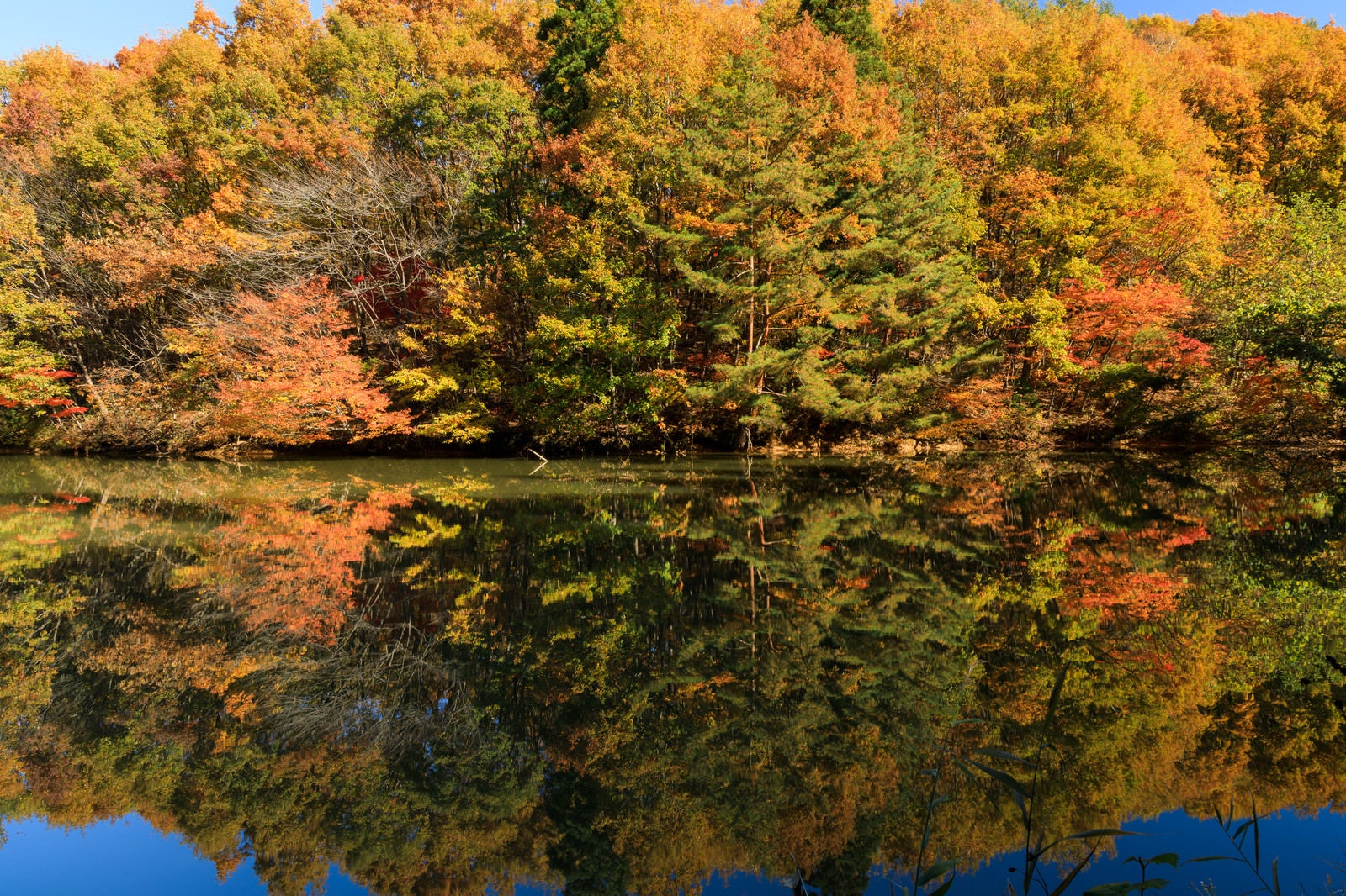 「湖面に反射する紅葉した木々のリフレクション」の写真