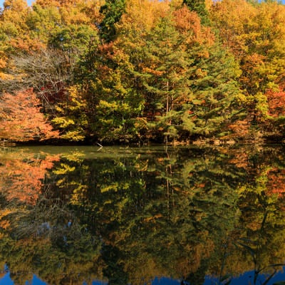 湖面に反射する紅葉した木々のリフレクションの写真