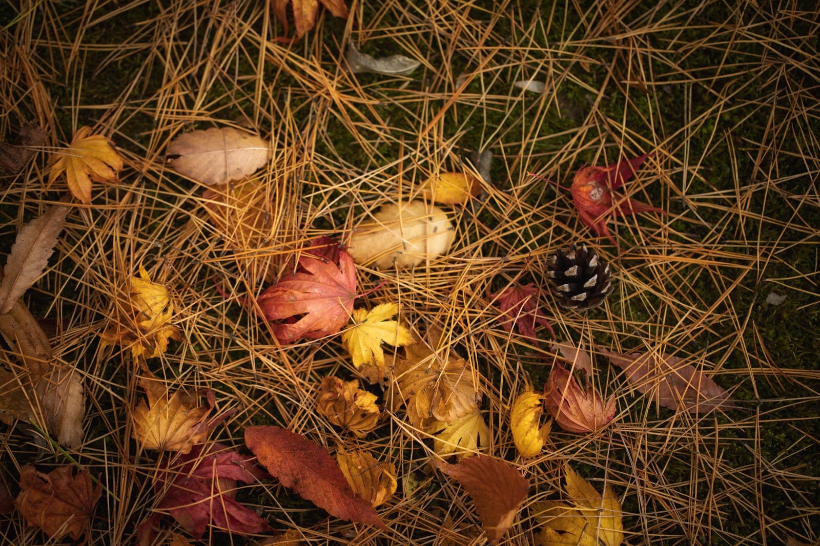 「針葉樹の種類の落ち葉」の写真