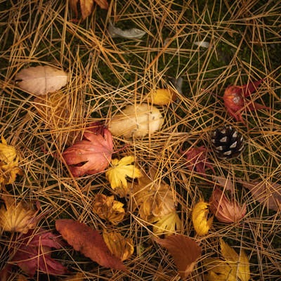 針葉樹の種類の落ち葉の写真