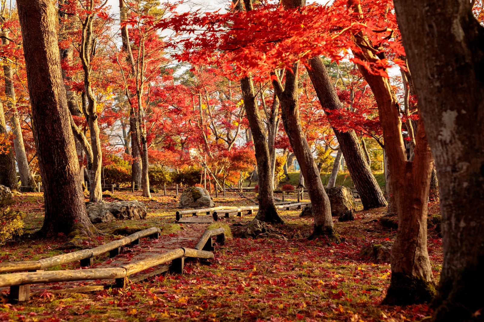 「紅葉した木々と木道に散るもみじ」の写真