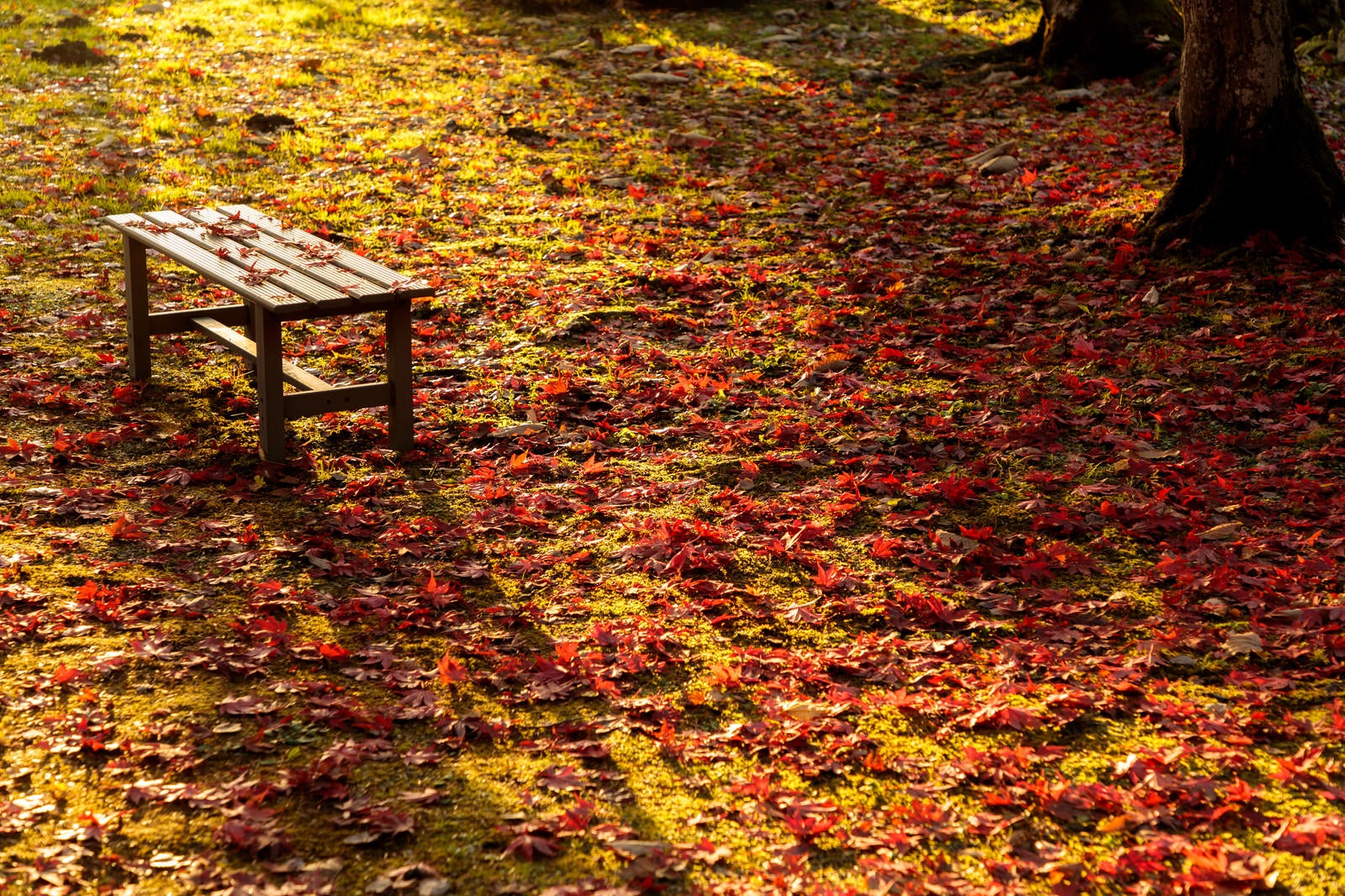 「一面の落ち葉とベンチ」の写真