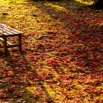 一面の落ち葉とベンチの写真