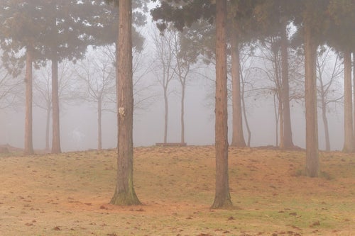 朝霧と木々の写真