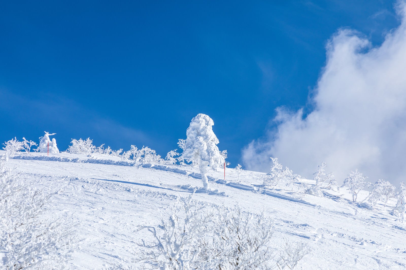 「晴れ渡る雪山と一本樹氷（森吉山）」の写真