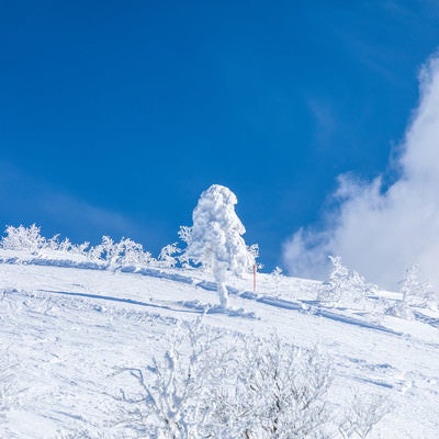 晴れ渡る雪山と一本樹氷（森吉山）の写真