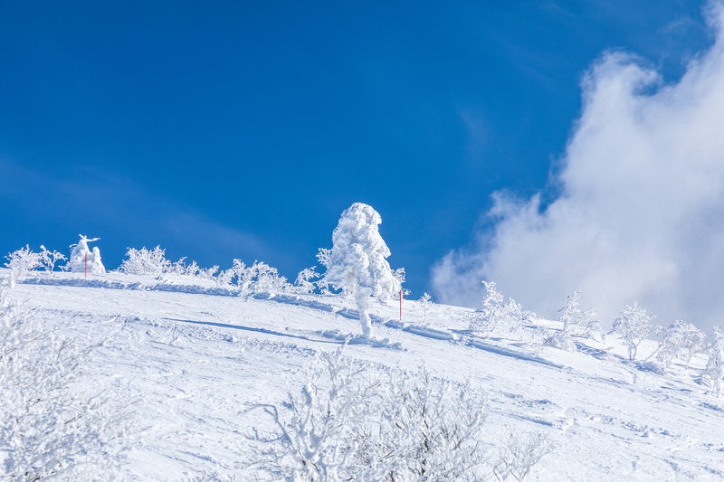晴れ渡る雪山と一本樹氷（森吉山）の写真