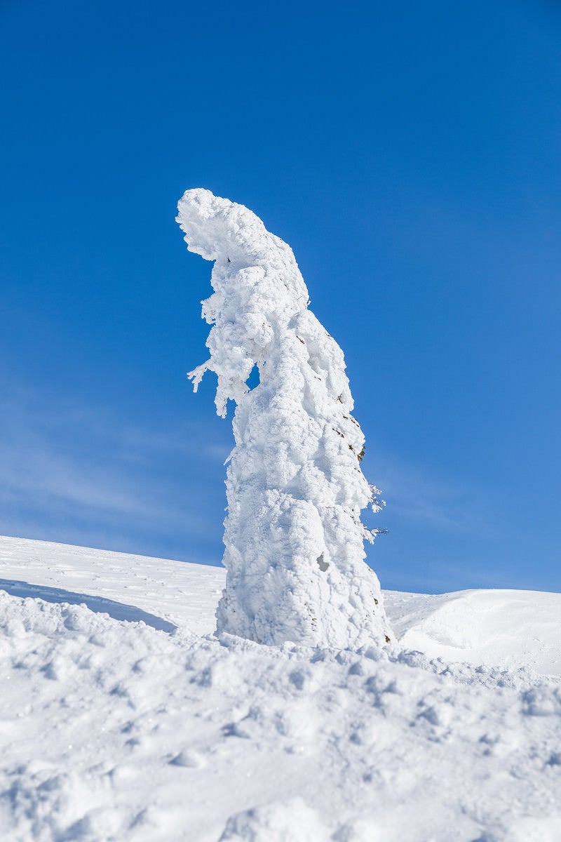 「青空に伸びる一本樹氷（森吉山）」の写真