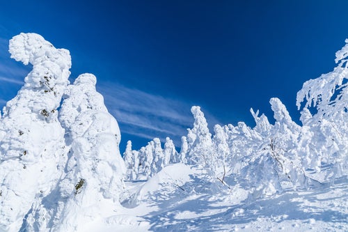 樹氷に囲まれる（森吉山）の写真