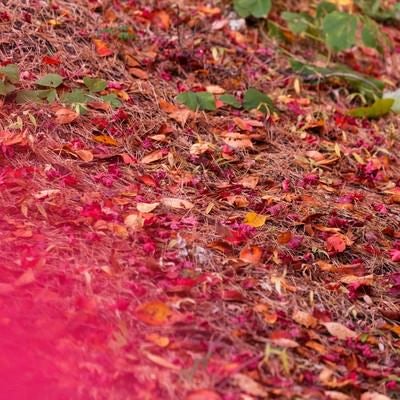赤い落ち葉の写真