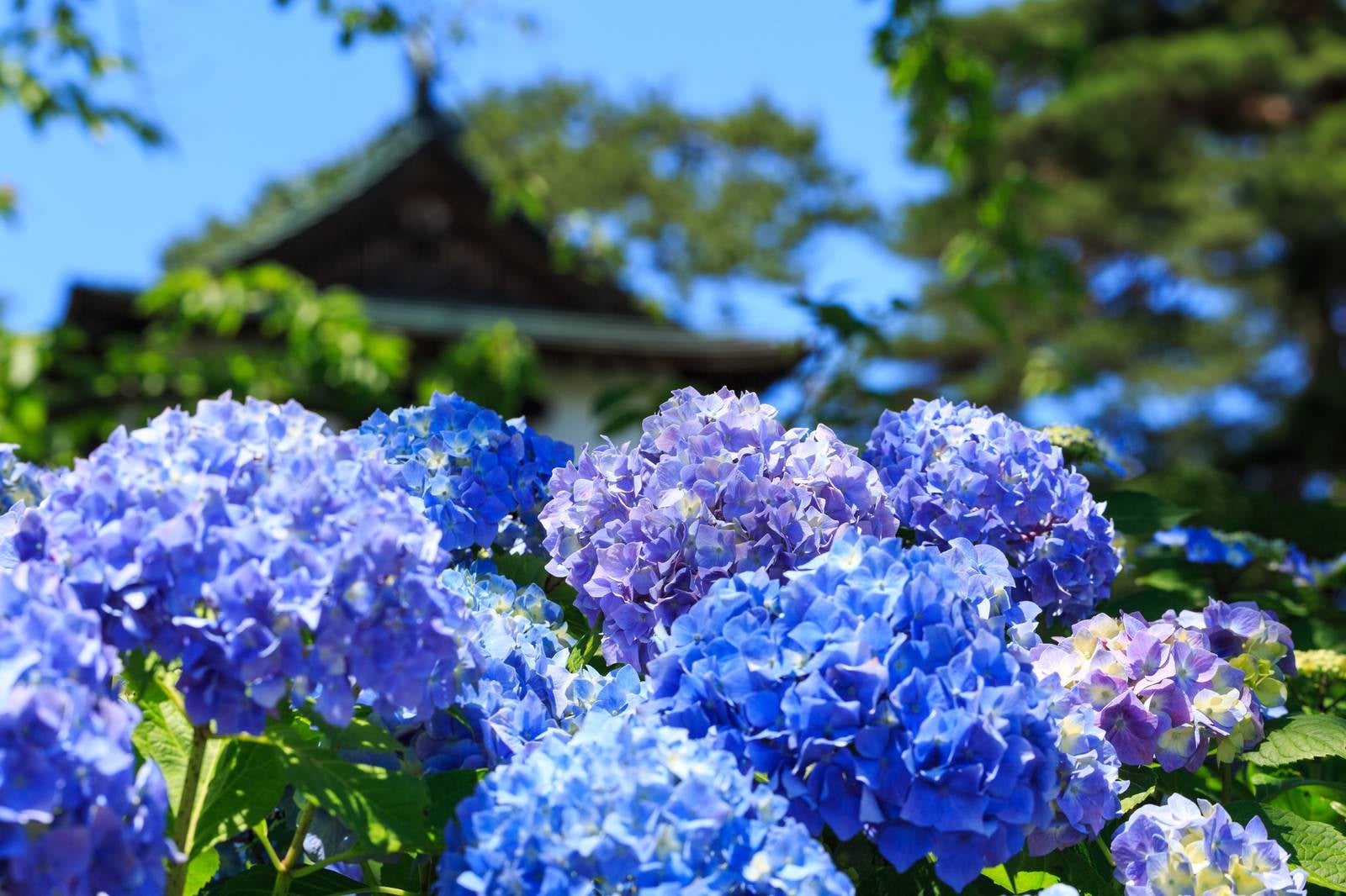 「晴れた日の紫陽花の花」の写真
