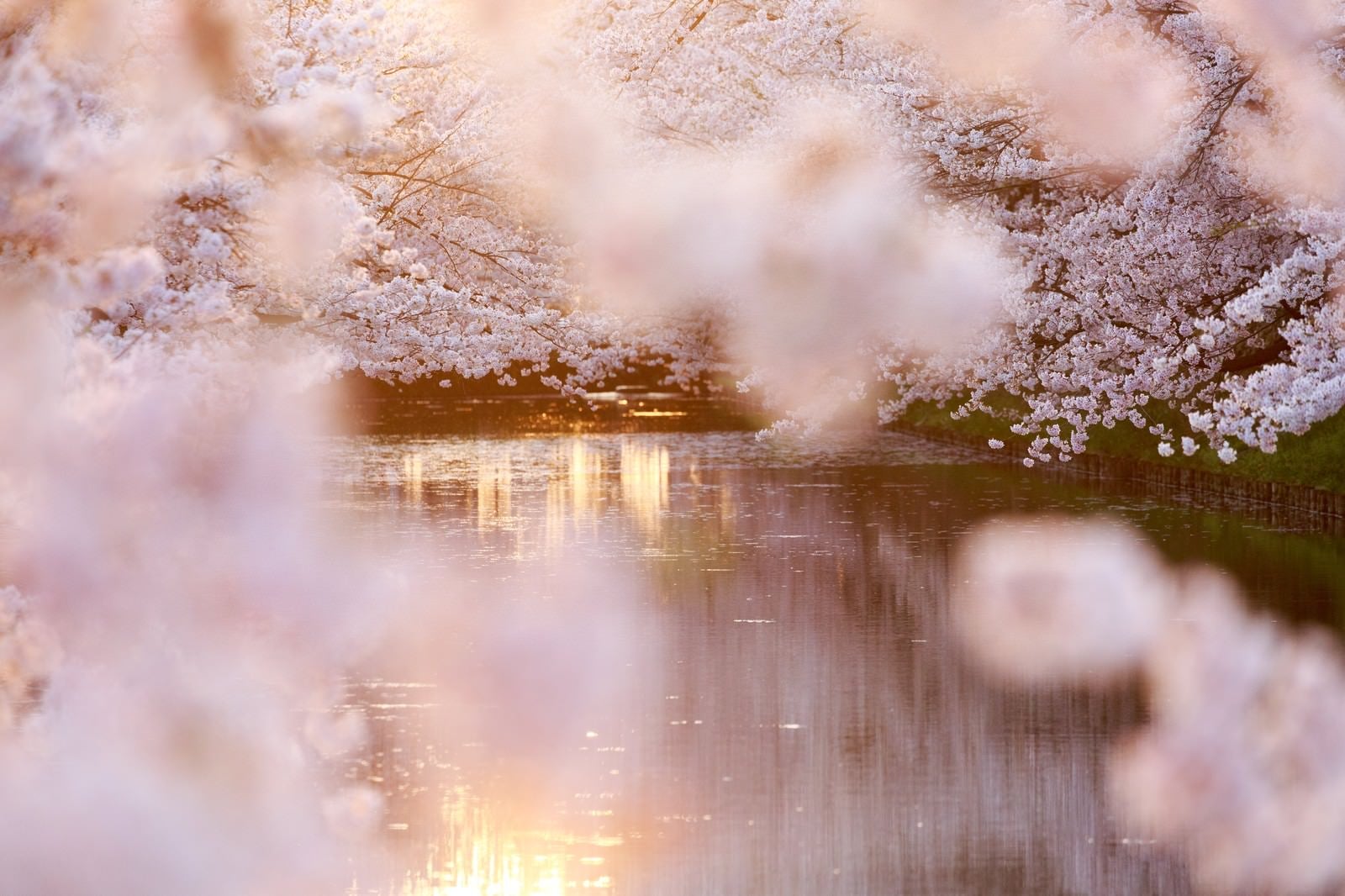 「満開の桜と池」の写真