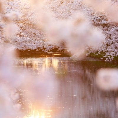 満開の桜と池の写真
