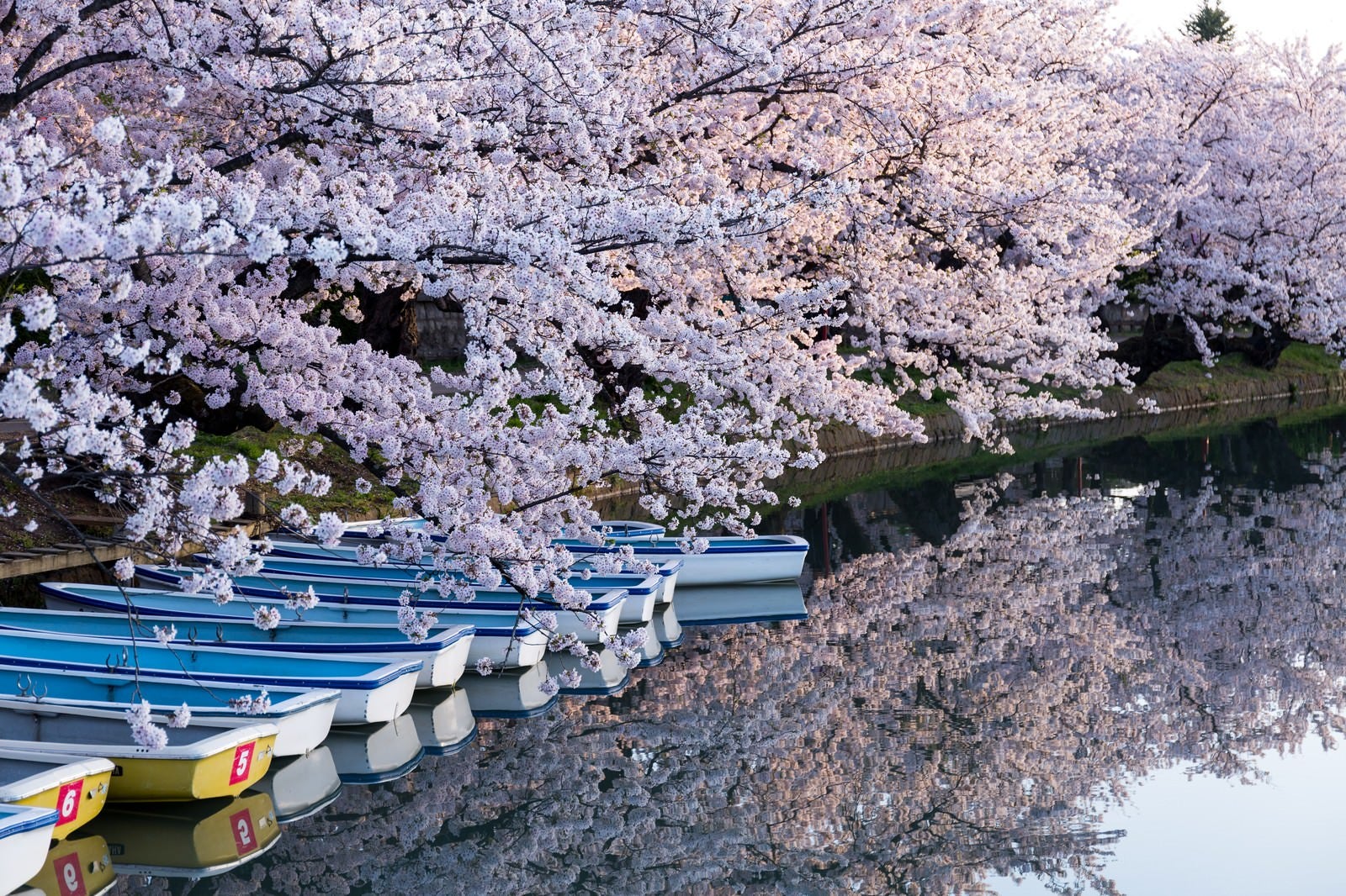 「弘前公園の桜とボート」の写真