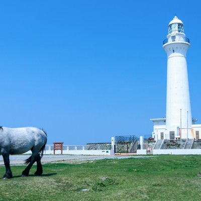 灯台と馬の写真
