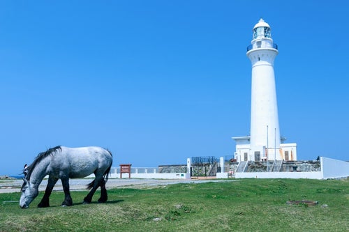 灯台と馬の写真