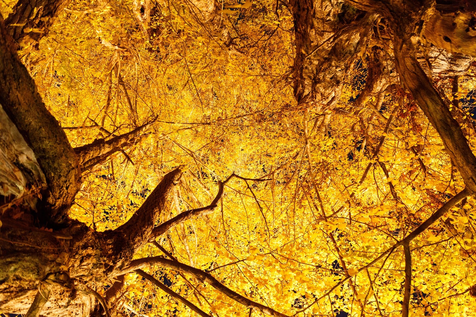 「紅葉した銀杏の木」の写真