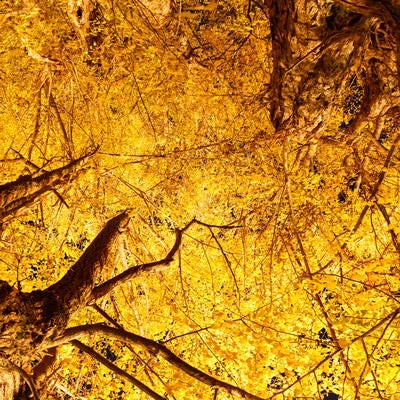 紅葉した銀杏の木の写真