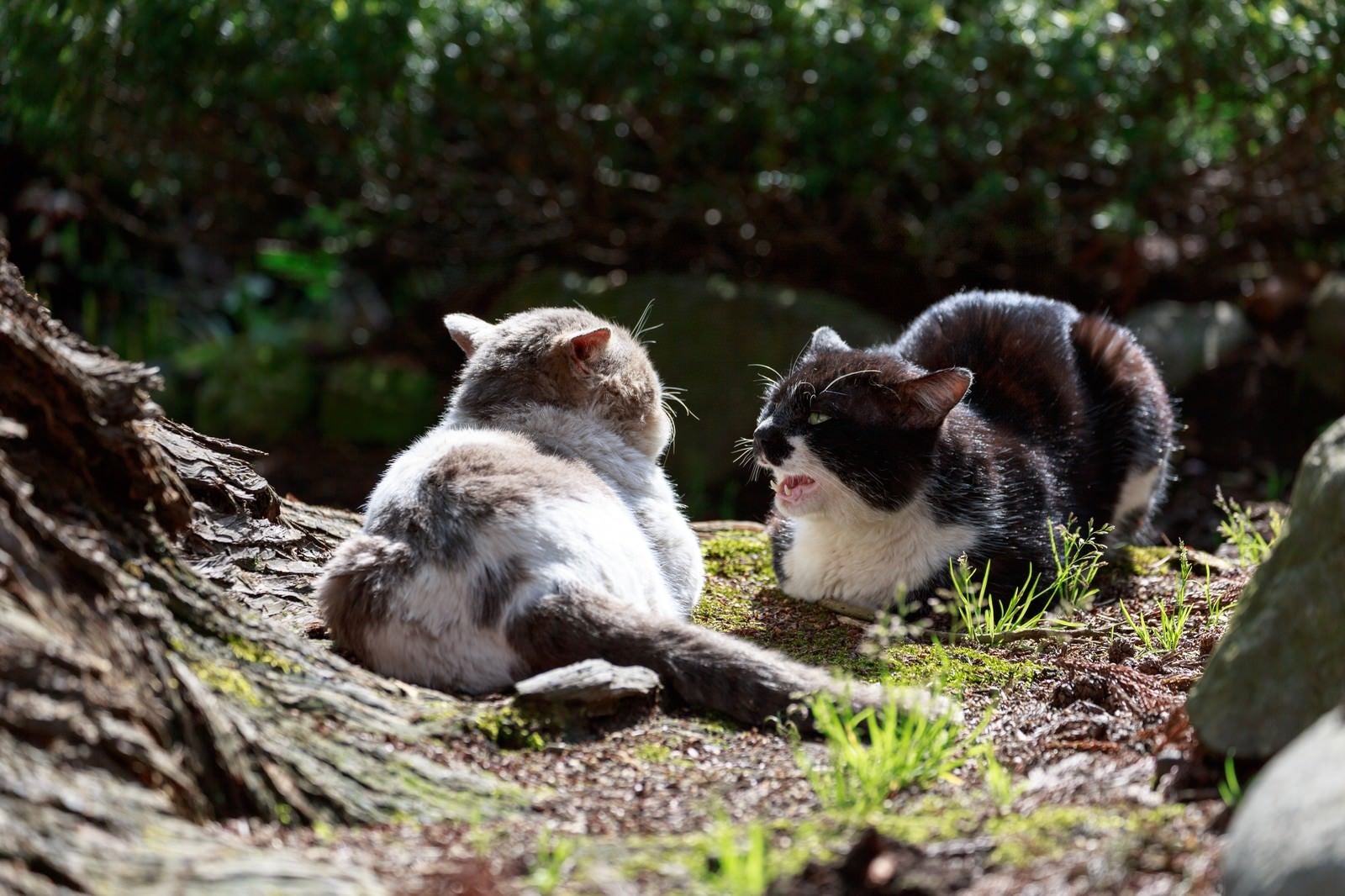 「縄張り争いが熾烈な野良猫同士」の写真