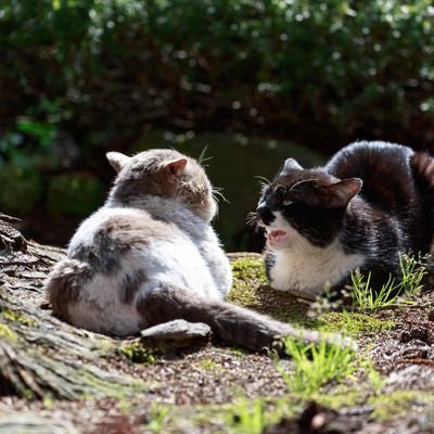 縄張り争いが熾烈な野良猫同士の写真