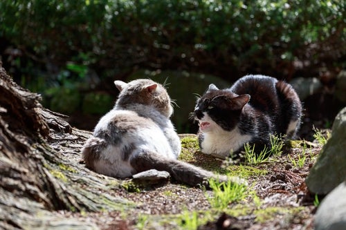 縄張り争いが熾烈な野良猫同士の写真