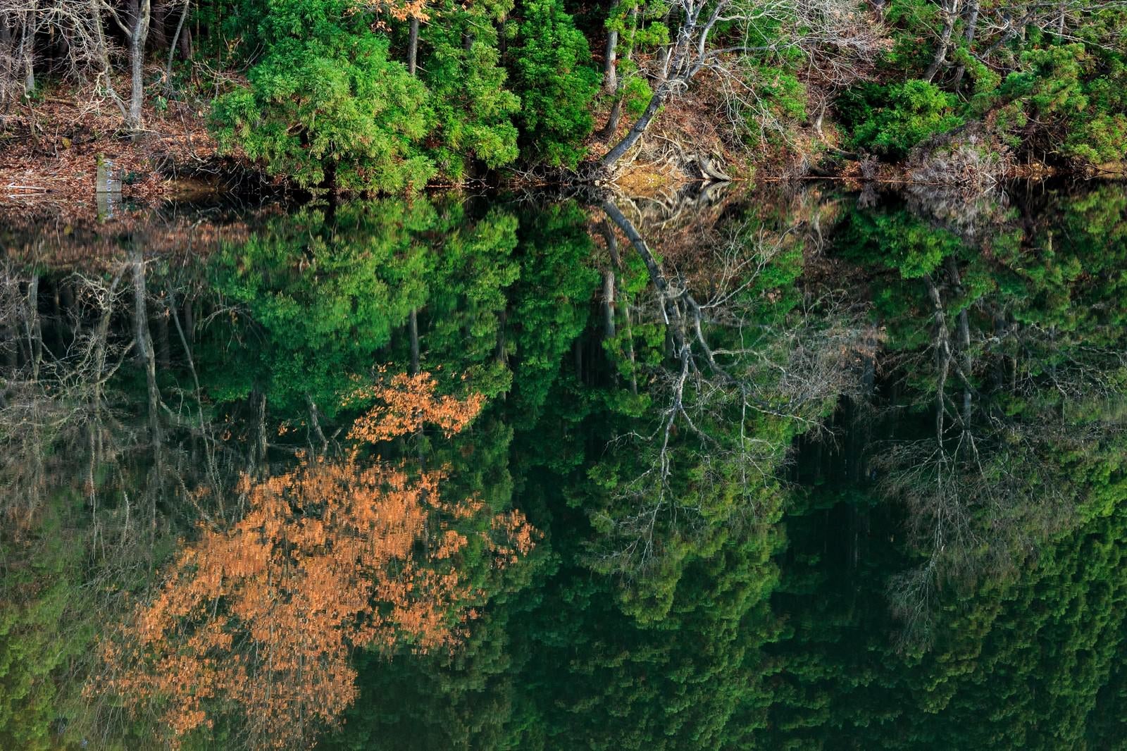 「水面に映り込む木々（天地無用）」の写真