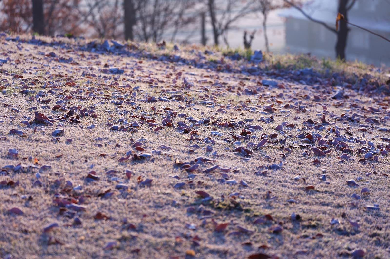 「落ち葉も凍る寒い朝」の写真