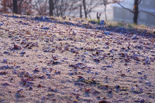 落ち葉も凍る寒い朝の写真