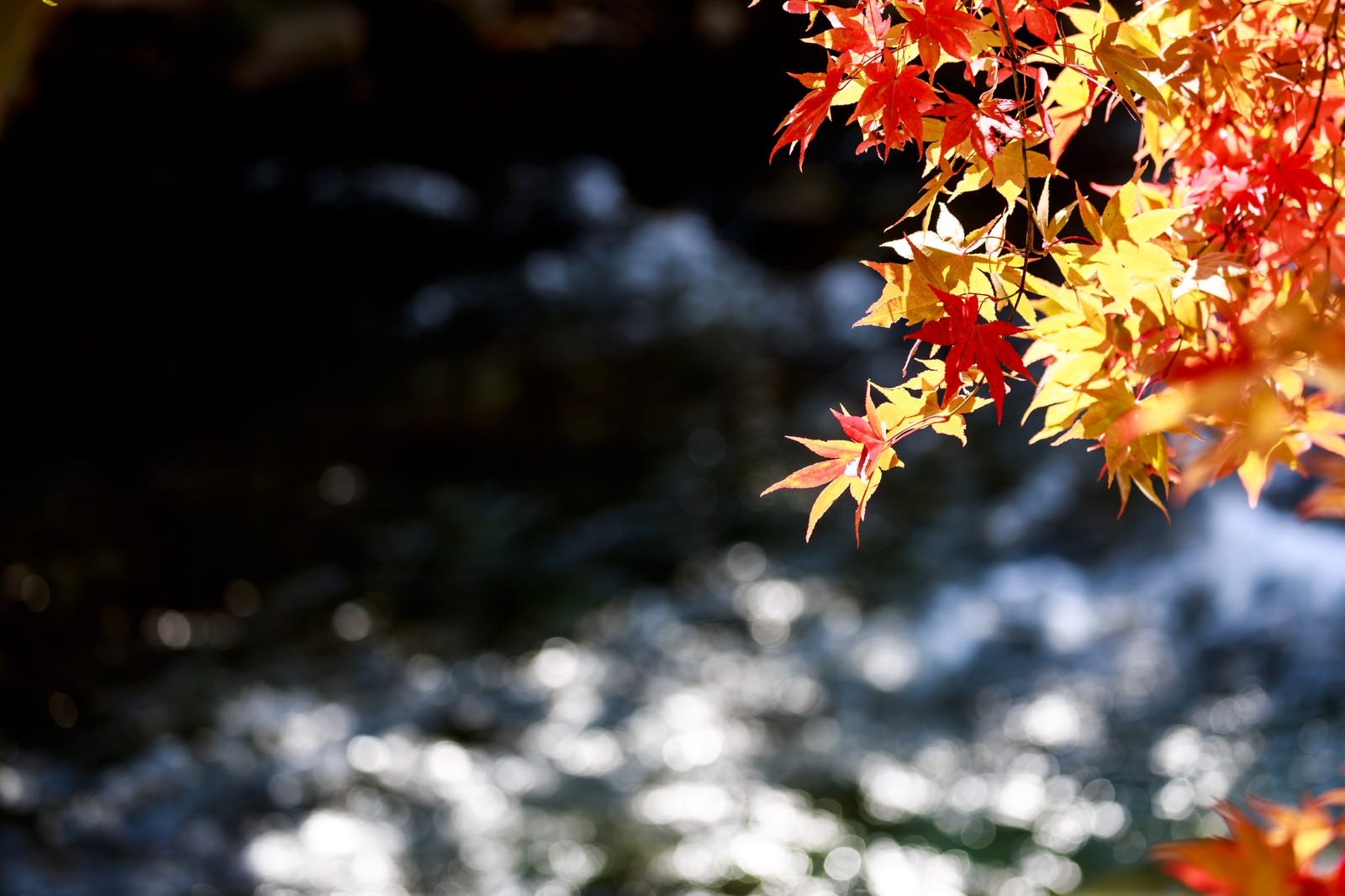 「定番の紅葉と河」の写真