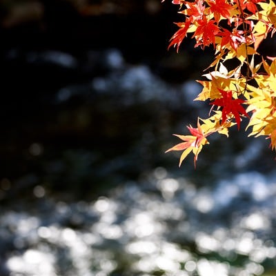 定番の紅葉と河の写真