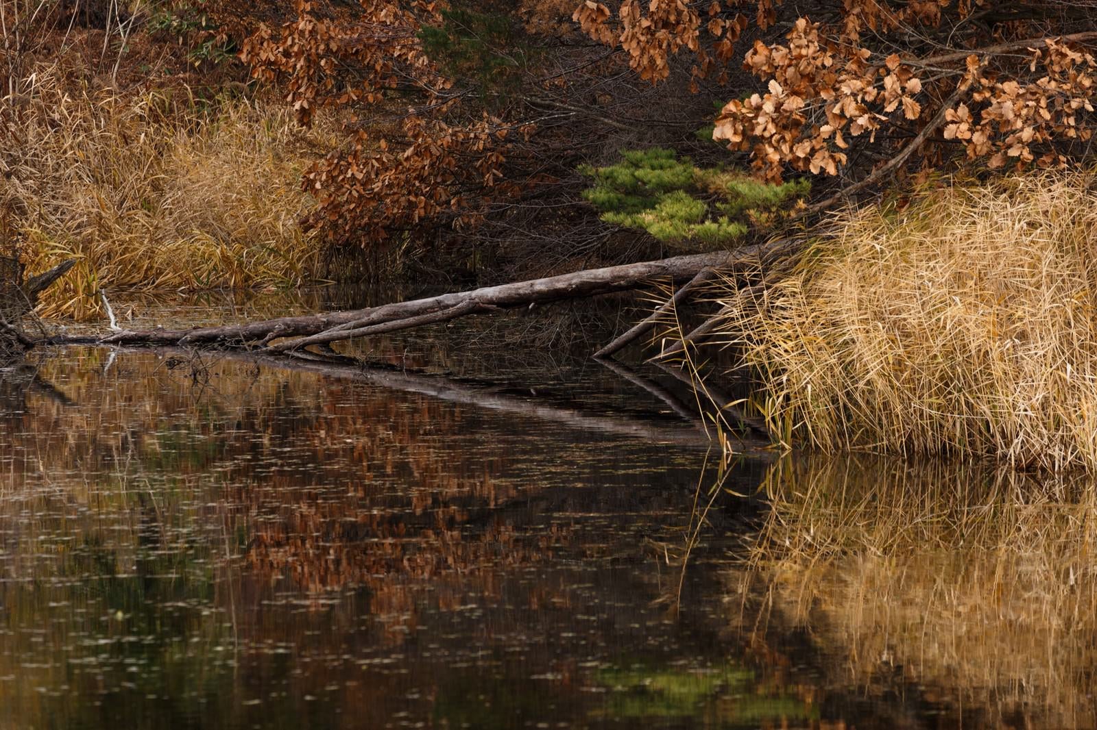 「倒木と沼」の写真