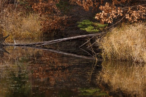倒木と沼の写真