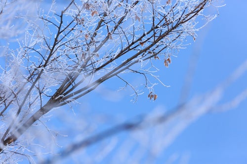 枝に凍り付いた雪の写真