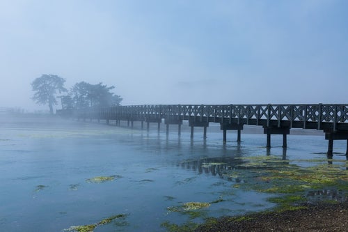海霧に包まれる渡り橋の写真