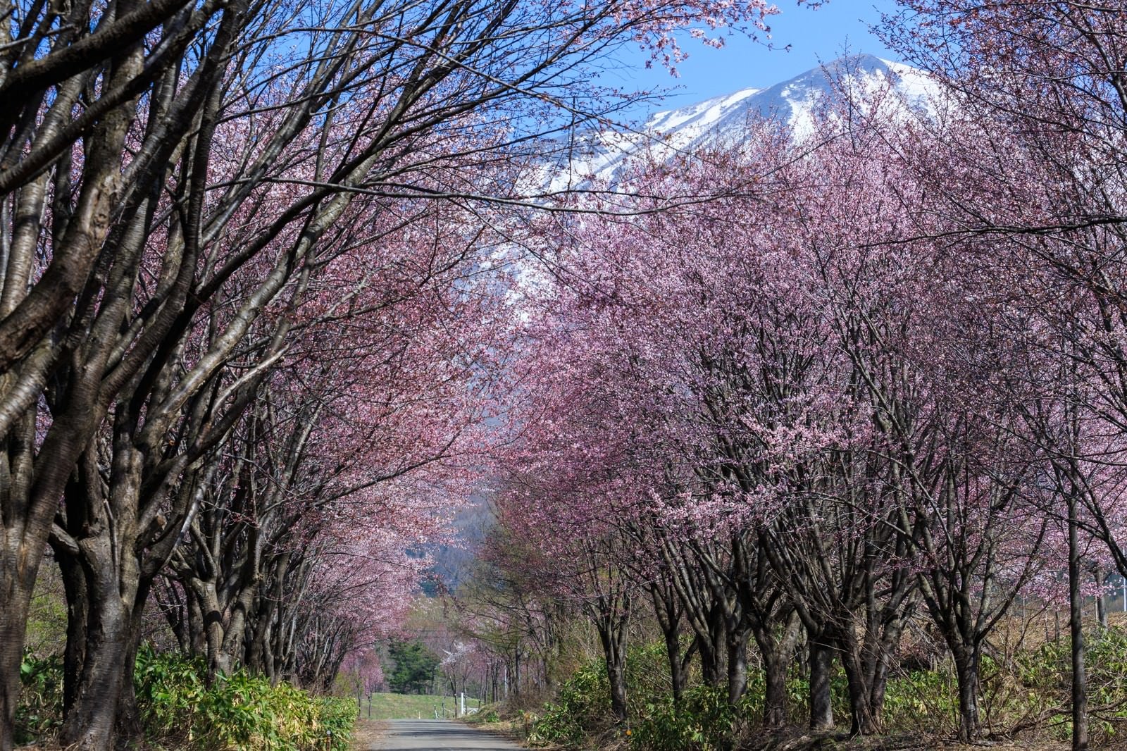 「岩木山と山桜」の写真