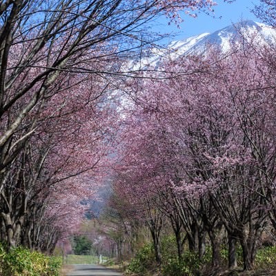 岩木山と山桜の写真