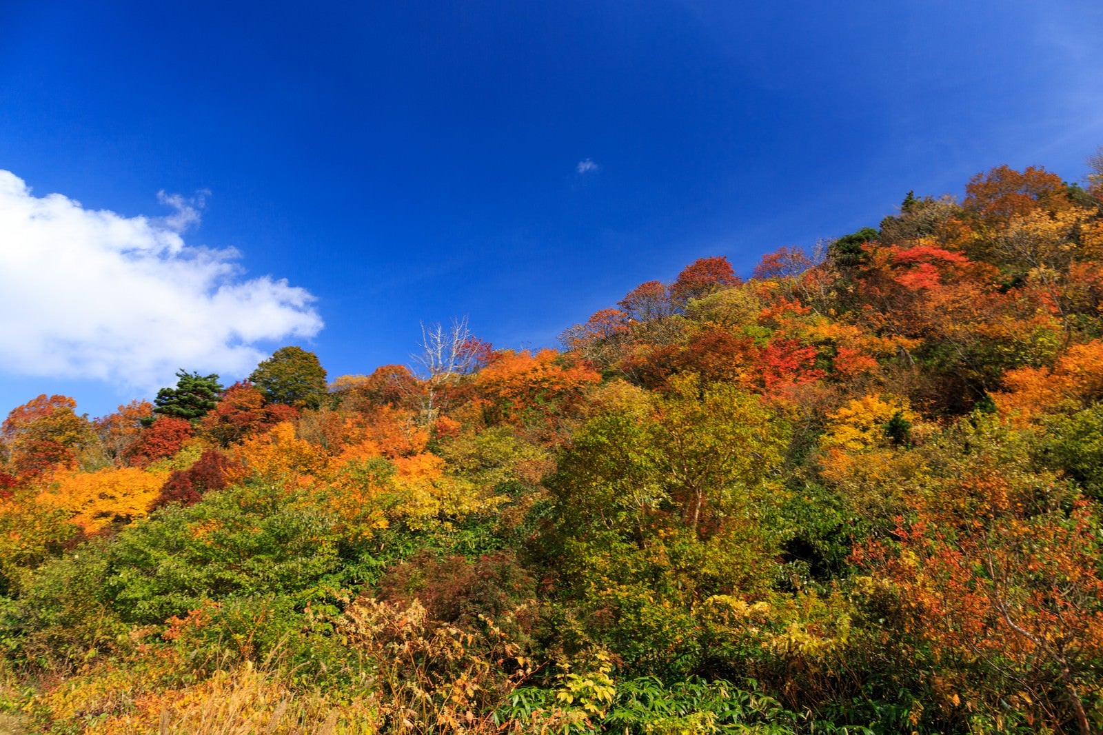 「栗駒山の紅葉」の写真