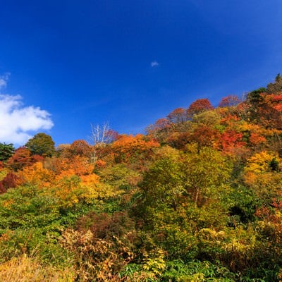栗駒山の紅葉の写真