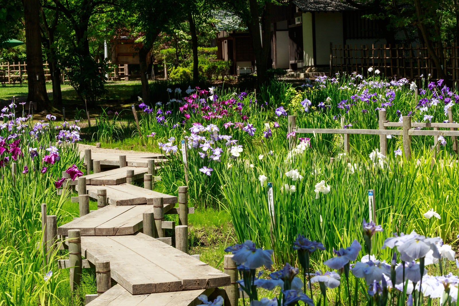 「菖蒲咲く池と板道」の写真