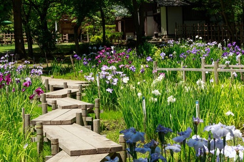 菖蒲咲く池と板道の写真