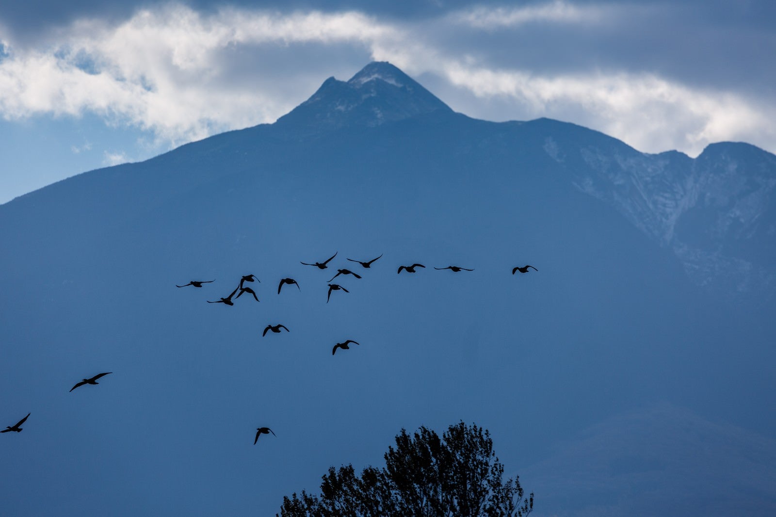 「岩木山と飛び立つ鴨」の写真