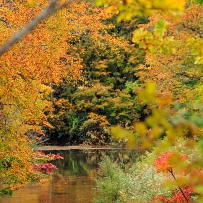 紅葉と沼の写真