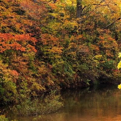 紅葉する木々と沼の写真