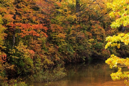 紅葉する木々と沼の写真