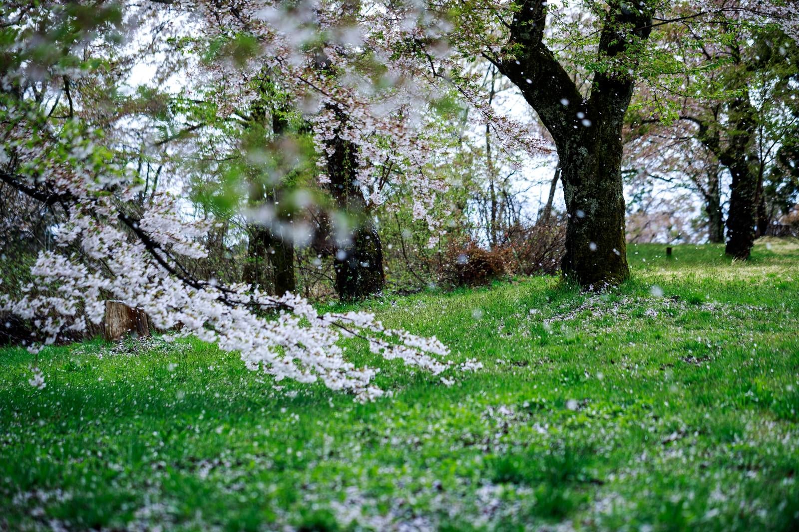 「桜が散る」の写真