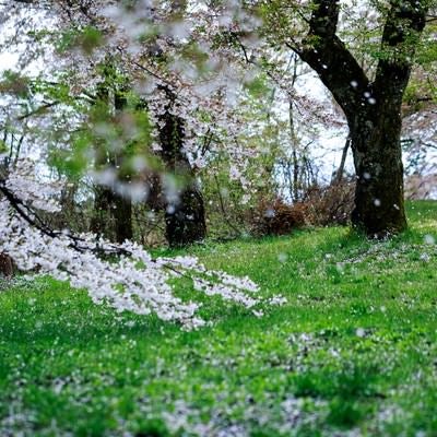桜が散るの写真