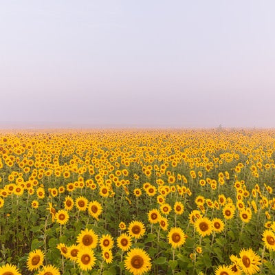 朝霧に包まれる向日葵畑（山元町）の写真